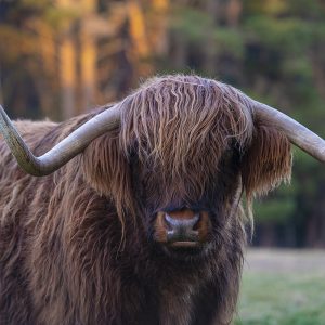 The Highland Cow