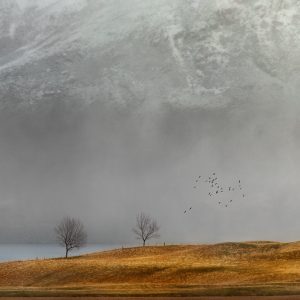 Protected (Limited Edition)