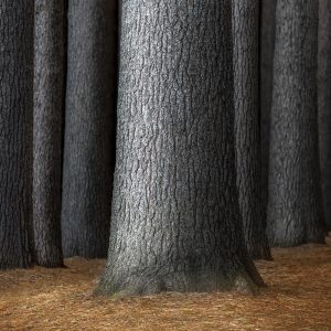 The Forest Floor (Limited Edition)